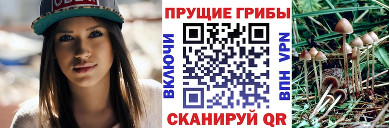 Галлюциногенные грибы Psilocybe купить наркоту Алагир